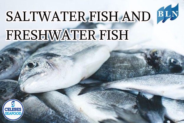 5 Differences Between Saltwater Fish And Freshwater Fish